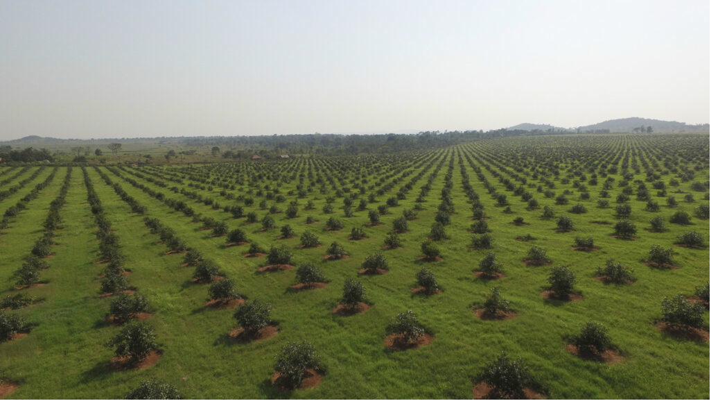 Aerial view of avocado plantation rows