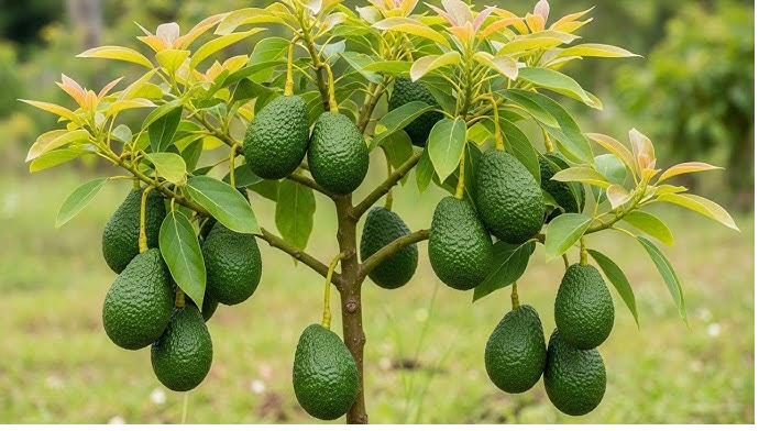 Avocado tree heavy with fruit
