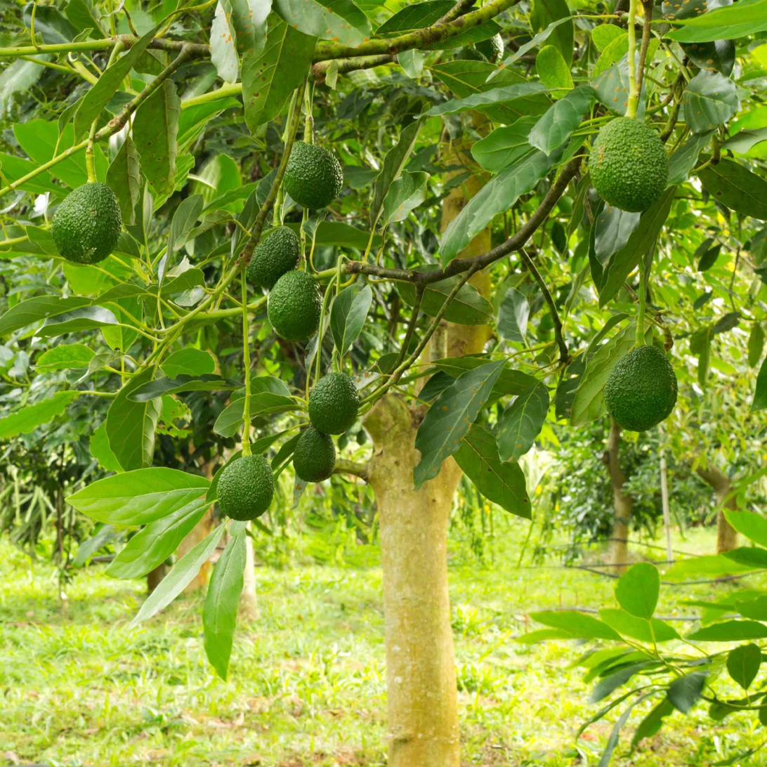 Hass avocado orchard