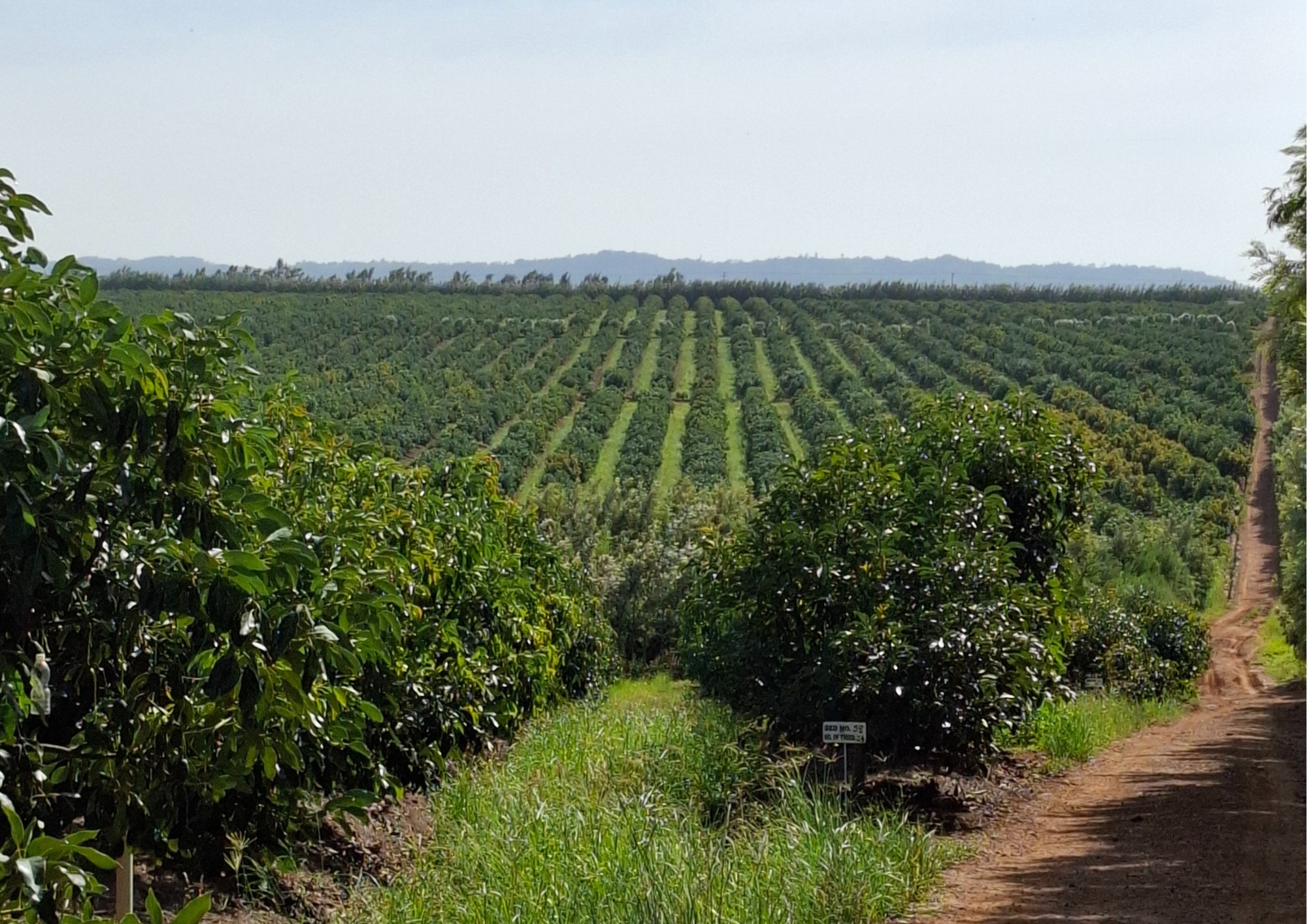 Mature avocado orchard stretching to the horizon